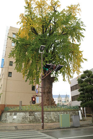 大いちょう (1)