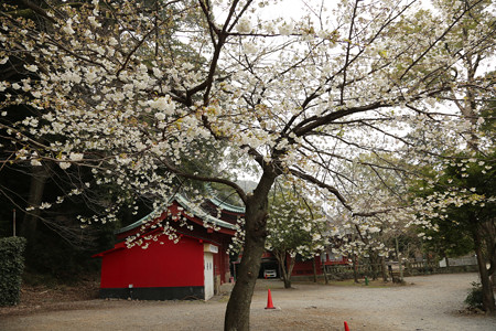伊豆山神社の桜