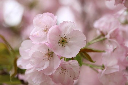 横輪桜 (5)