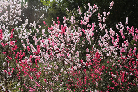 横輪桜 (8)