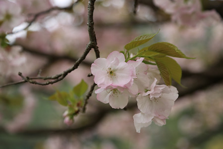 横輪桜 (11)