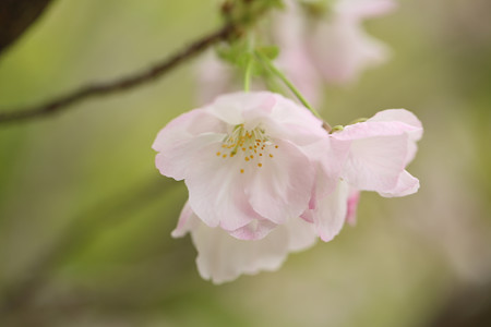 横輪桜 (15)