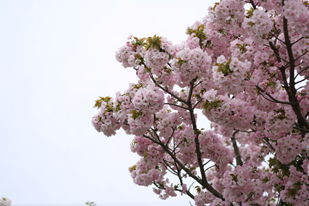 横輪桜 (17)