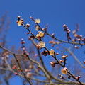 KORAKUEN