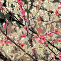 UME
