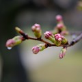 KORAKUEN