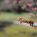 KORAKUEN