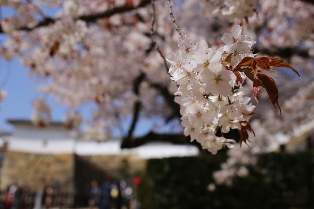 SAKURA