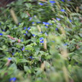 Photos: 花