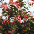 Photos: 百日紅