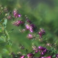 萩の花
