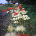 花回廊