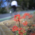 彼岸花