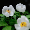 Photos: japonica  Paeonia