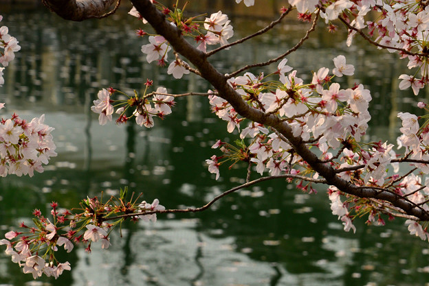 四天王寺の桜 20190404-7
