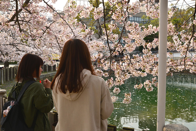 四天王寺の桜 20190404-8