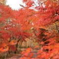 紅葉　日塩もみじライン