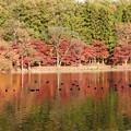 井頭公園ボート池の紅葉