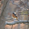 夕陽浴びるジョウビタキ