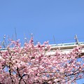 八重桜とリバティ
