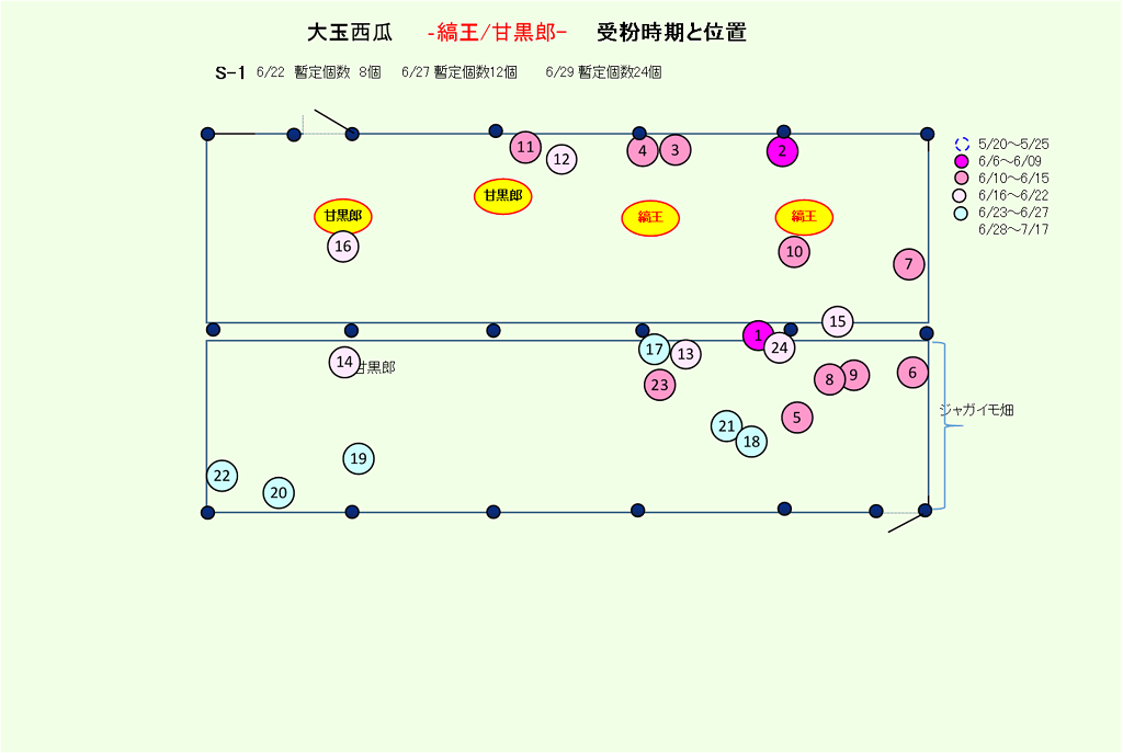 大玉西瓜 １ の受粉時期と個数 Hanadai S Ocean 楽天ブログ