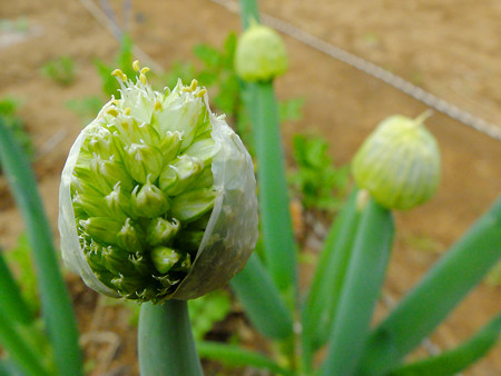 DSCF0480