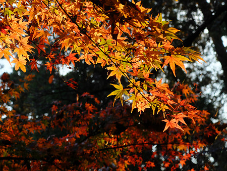 DSCF4770