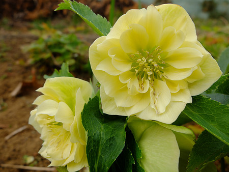 DSCF5706