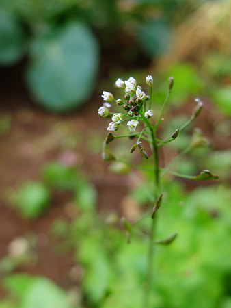 DSCF5698