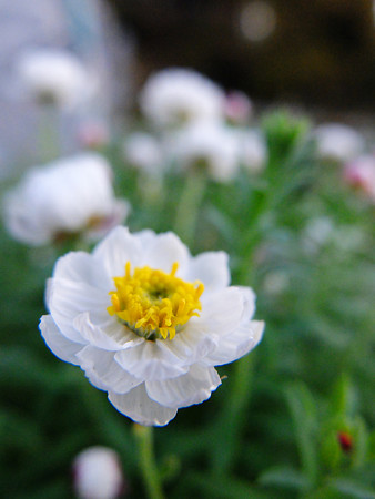 DSCF6013