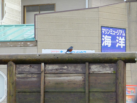 DSCF6608