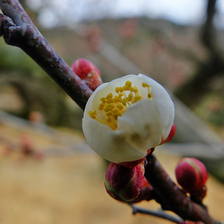 DSCF9095