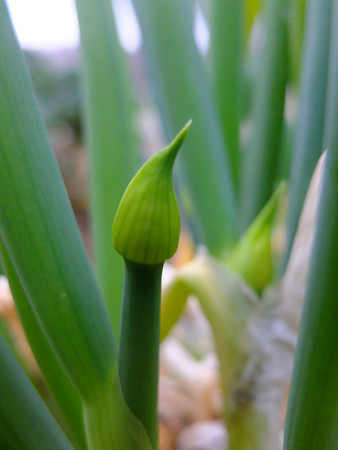 DSCF0975