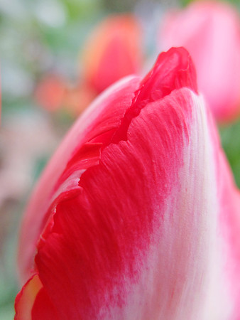 DSCF4516