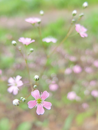 DSCF4414
