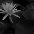 Photos: しずく