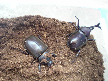 20080713074528