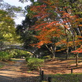 Photos: 181108_11_何の紅葉？・S18200・α60(昭和記念) (7)