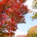 Photos: 181108_19_水鳥の池辺りの紅葉・S18200・α60(昭和記念) (11)