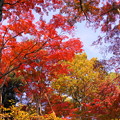 181128_01_庭園の様子・S18200・α60(殿ヶ谷庭園) (514)