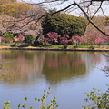 190402_11M_スローで桜を・S18299(三つ池) (37)