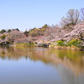 190402_11M_スローで桜を・S18299(三つ池) (62)