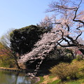 190402_11M_スローで桜を・S18299(三つ池) (75)