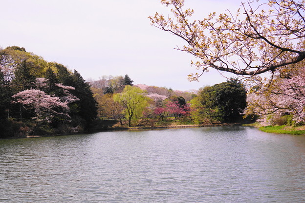 190405_21M_名所の桜・S18200(三つ池) (3)