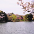Photos: 190405_21M_名所の桜・S18200(三つ池) (3)