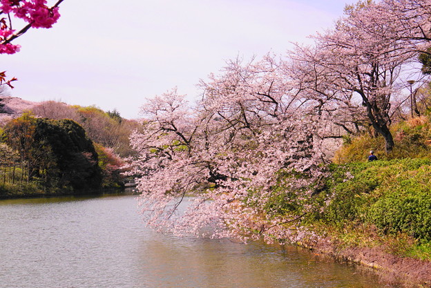 Photos: 190405_21M_名所の桜・S18200(三つ池) (11)