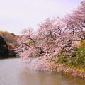 Photos: 190405_21M_名所の桜・S18200(三つ池) (11)
