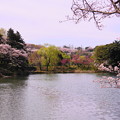190405_21M_名所の桜・S18200(三つ池) (36)