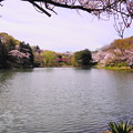 190405_21M_名所の桜・S18200(三つ池) (37)