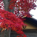 紅葉